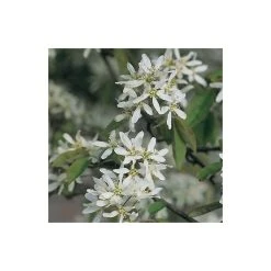 Amelanchier canadensis | Serviceberry Tree | Bare Root | 110-140cm -FruitSprout Shop TR1344 add image 4 dd9e