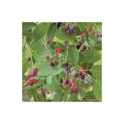Amelanchier canadensis | Serviceberry Tree | Bare Root | 110-140cm -FruitSprout Shop TR1344 add image 5 b860