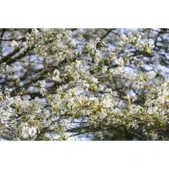 Amelanchier canadensis | Serviceberry Tree | Bare Root | 110-140cm -FruitSprout Shop TR1344 add image 6 f6bf