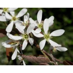 Amelanchier canadensis | Serviceberry Tree | Bare Root | 110-140cm -FruitSprout Shop TR1344 add image 7 2f23