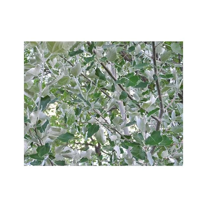 Populus alba | White Poplar Tree | Bare Root | 110-140cm 3 Populus alba | White Poplar Tree | Bare Root | 110-140cm