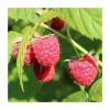 20-30cm Paris' Raspberry Bush | 5 Bare Root Canes