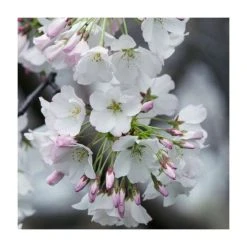 Prunus x yedoensis | Yoshino Cherry Blossom Tree | Bare Root