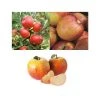 Full Season Apple Tree Collection -FruitSprout Shop TRCOL01 main image 960f