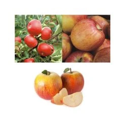 Full Season Apple Tree Collection