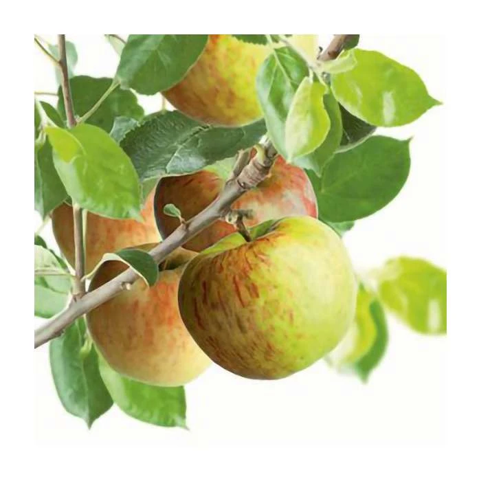 Multi Purpose Apple Tree Collection 4 Multi Purpose Apple Tree Collection - Image 2