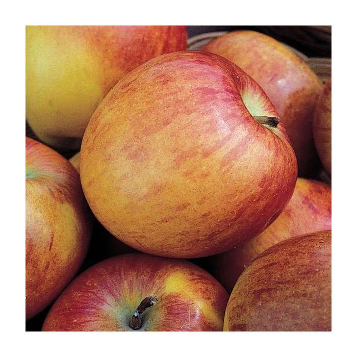 Multi Purpose Apple Tree Collection 5 Multi Purpose Apple Tree Collection - Image 3