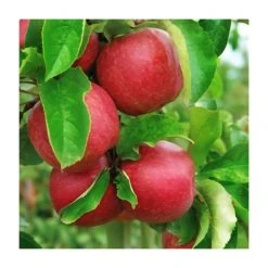 Multi Purpose Apple Tree Collection 9 Multi Purpose Apple Tree Collection -FruitSprout Shop TRCOL02 add image 3 bdd3
