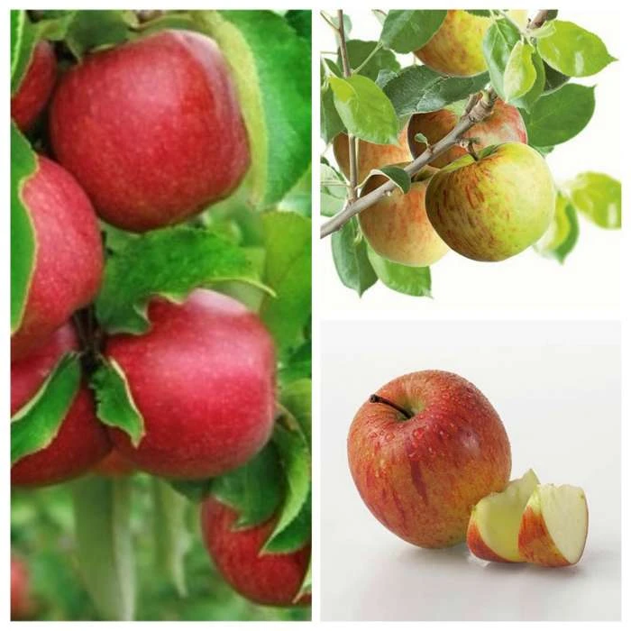 Multi Purpose Apple Tree Collection 3 Multi Purpose Apple Tree Collection