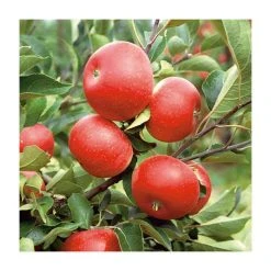 RHS Award Winning Apple Tree Collection -FruitSprout Shop TRCOL04 add image 3 5779