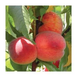 Mini Orchard Fruit Tree Collection - 5ft Apricot, Cherry and Peach Trees -FruitSprout Shop TRCOL07 add image 3 7718
