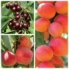 Mini Orchard Fruit Tree Collection - 5ft Apricot, Cherry and Peach Trees -FruitSprout Shop TRCOL07 main image 3308