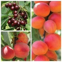Mini Orchard Fruit Tree Collection - 5ft Apricot, Cherry and Peach Trees