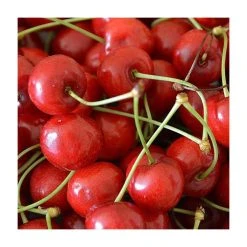 Sweet & Sour Cherry Tree Collection | 5ft Sunburst, Stella & Morello Cherry Trees | Colt Semi Vigorous Rootstock -FruitSprout Shop TRCOL08 add image 2 182f