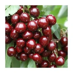 Sweet & Sour Cherry Tree Collection | 5ft Sunburst, Stella & Morello Cherry Trees | Colt Semi Vigorous Rootstock -FruitSprout Shop TRCOL08 add image 3 06cf