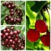 Sweet & Sour Cherry Tree Collection | 5ft Sunburst, Stella & Morello Cherry Trees | Colt Semi Vigorous Rootstock 1 Sweet & Sour Cherry Tree Collection | 5ft Sunburst, Stella & Morello Cherry Trees | Colt Semi Vigorous Rootstock -FruitSprout Shop TRCOL08 main image 68b2